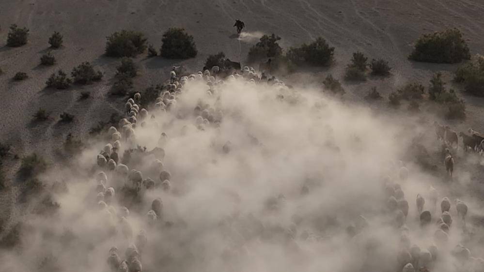 Konya’da sessizliği kuzular bozdu 7